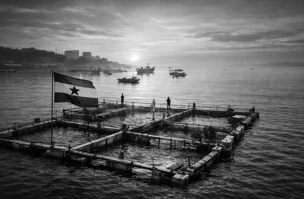 Africa's Blue Food Convergence: Policy, Capital, and Infrastructure